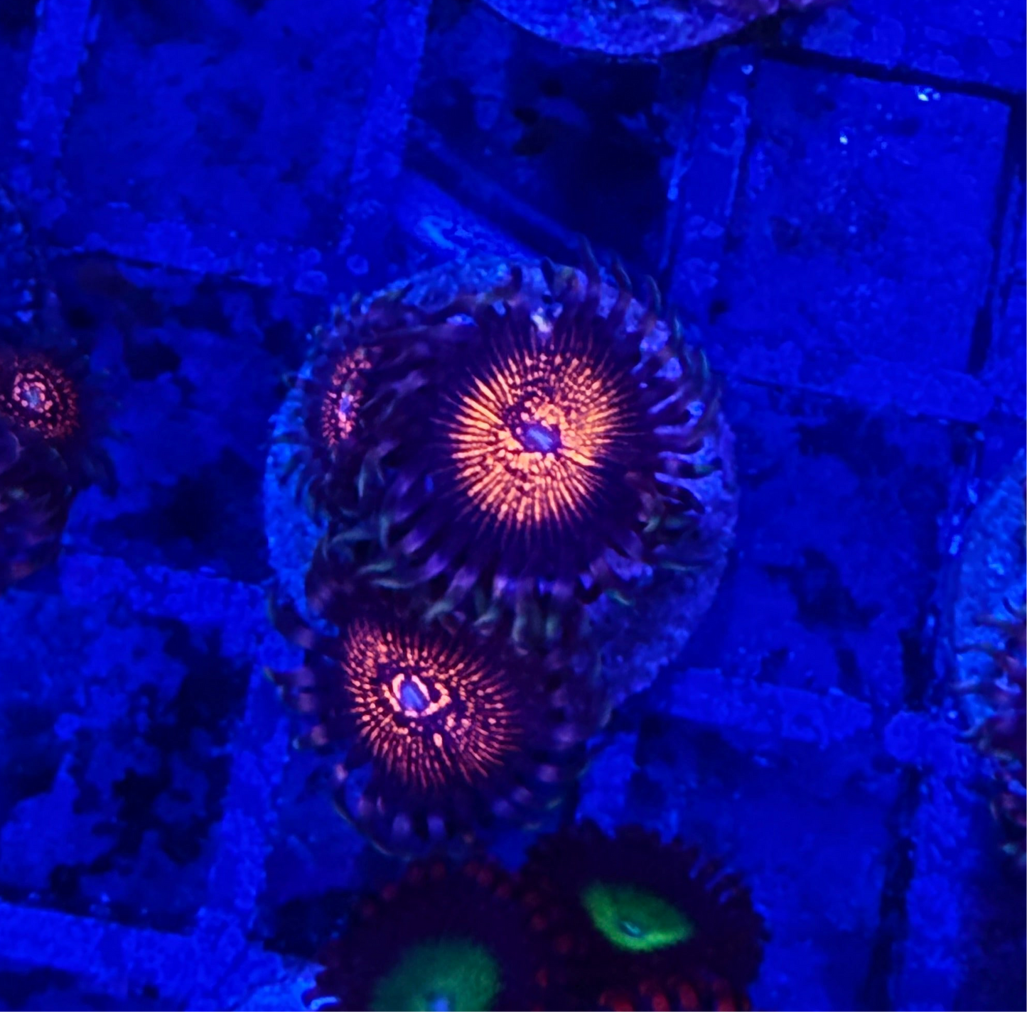 Stranger Things Zoanthids