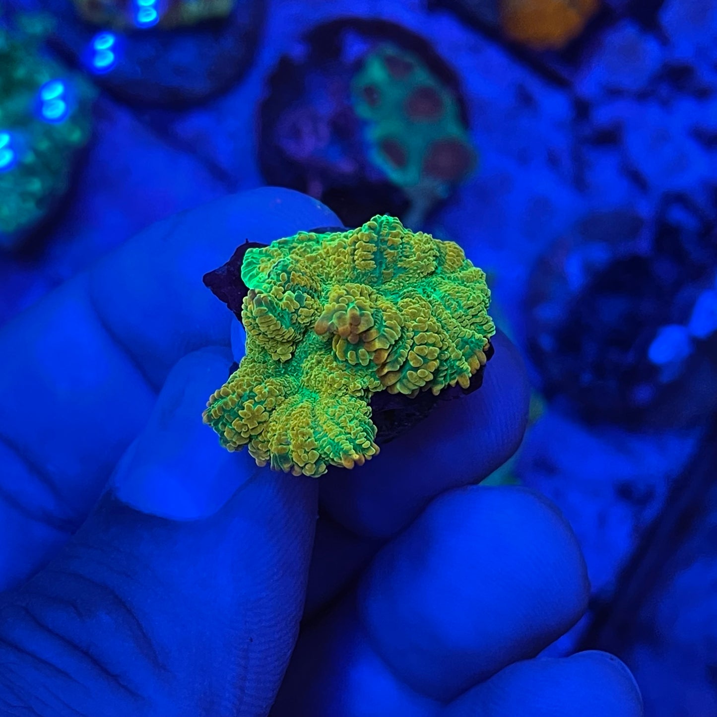 Tequila Sunrise Mushroom Coral