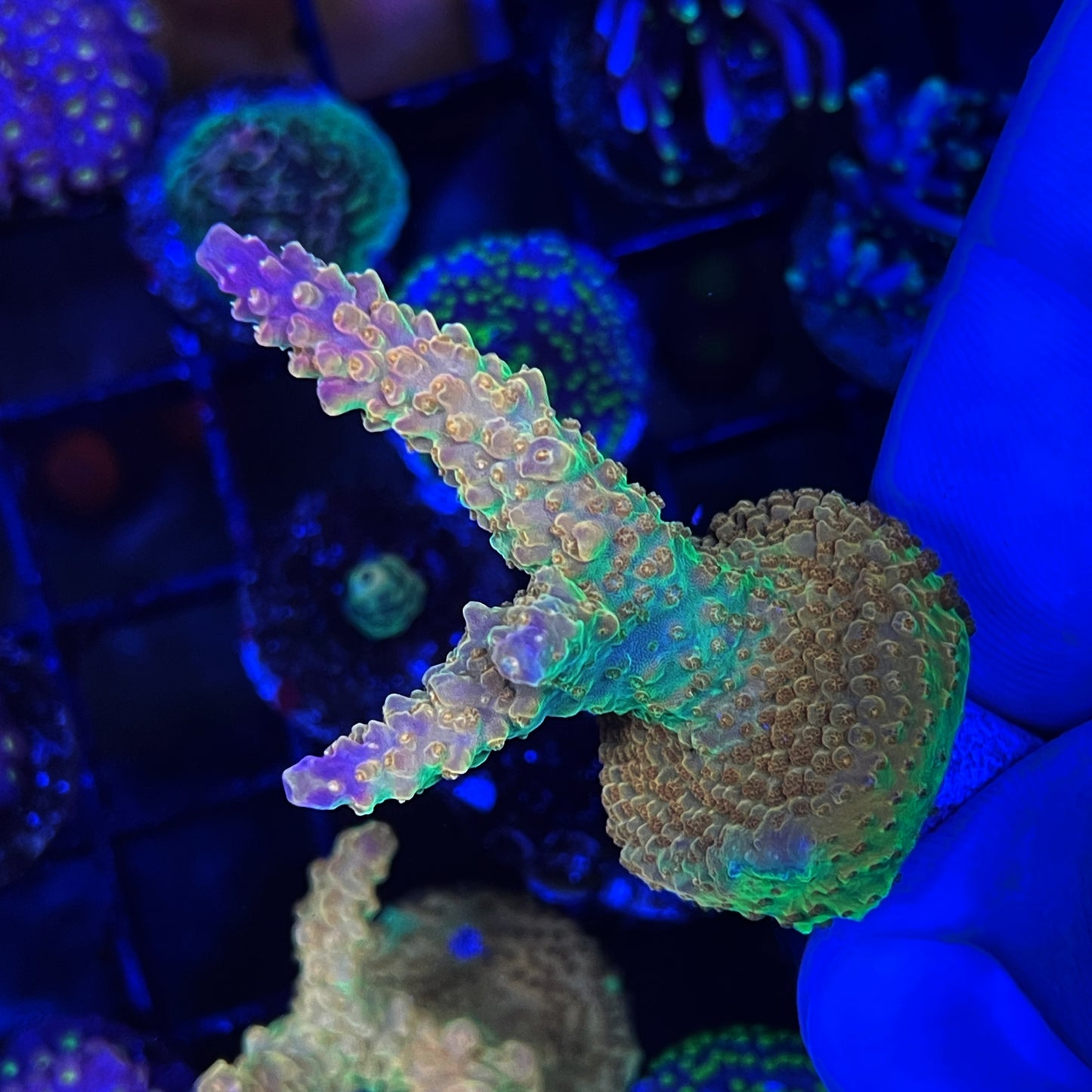 Rainbow Loom Acropora