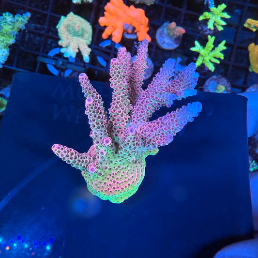 WYSIWYG AS Rainbow Millepora Colony