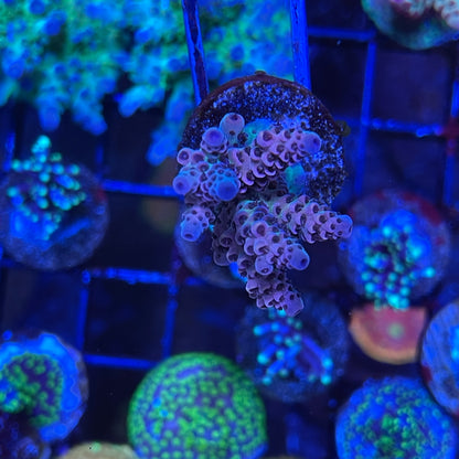 AS Rainbow Millepora