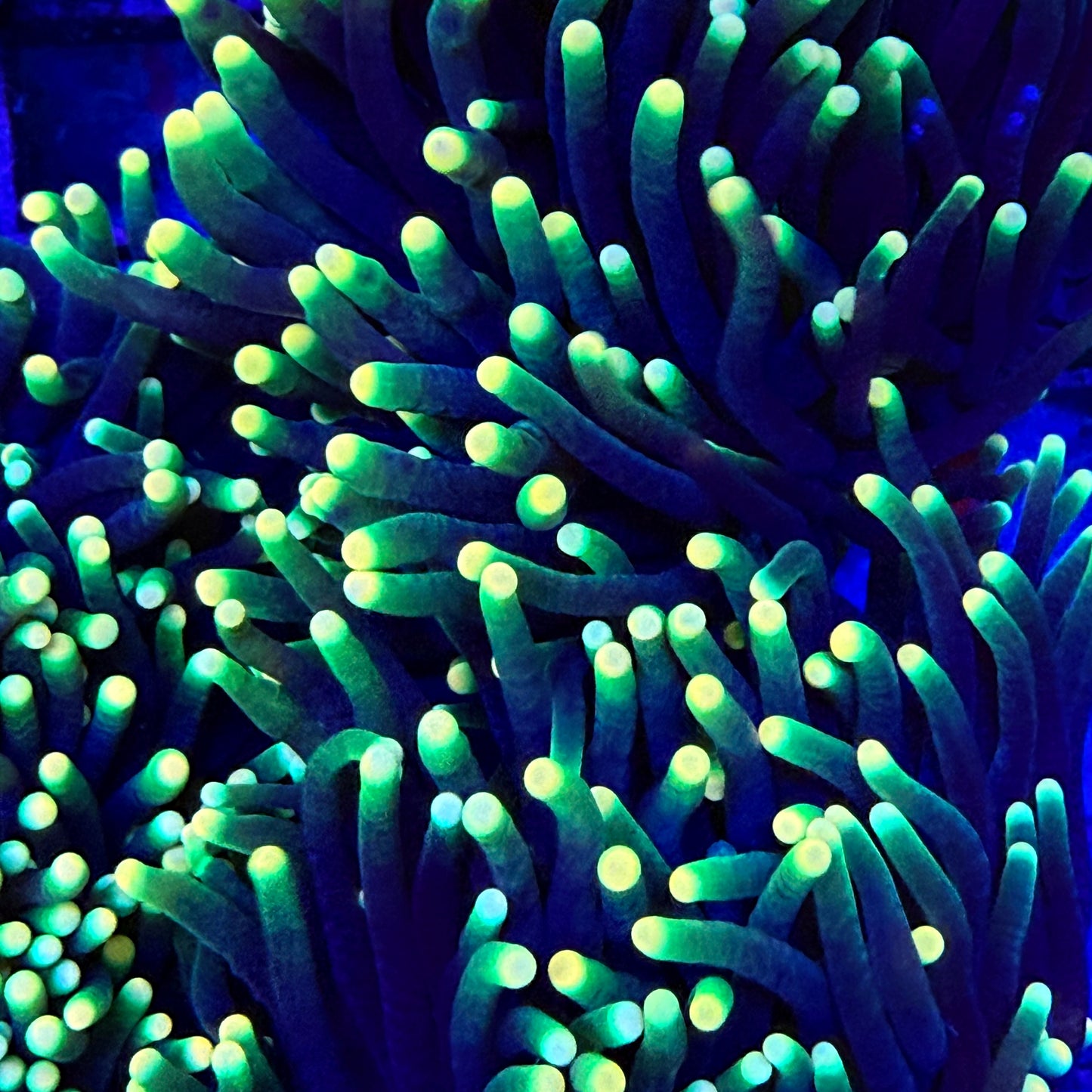 Rasta Torch Coral