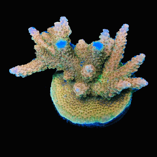 TGC Orange Creamsicle Acropora Coral