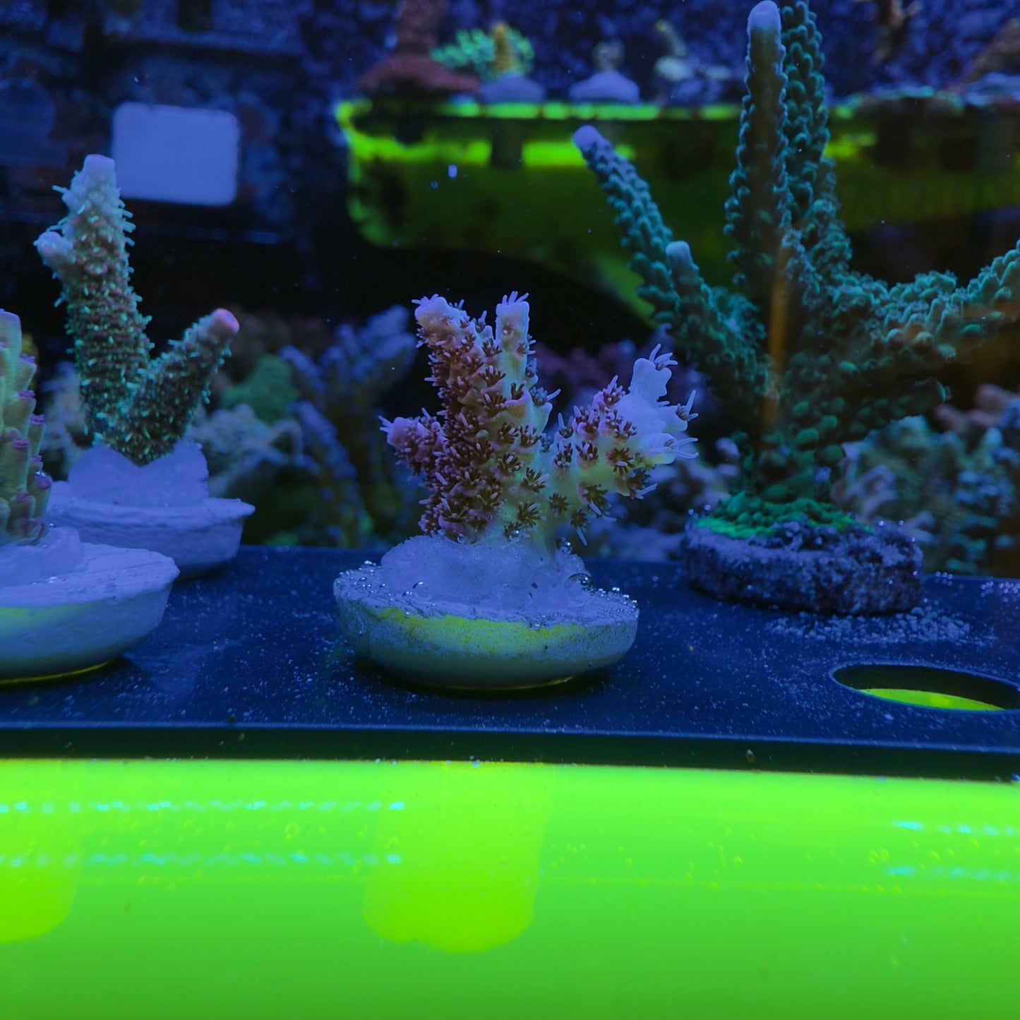 WYSIWYG Rainbow Sherbert Acro