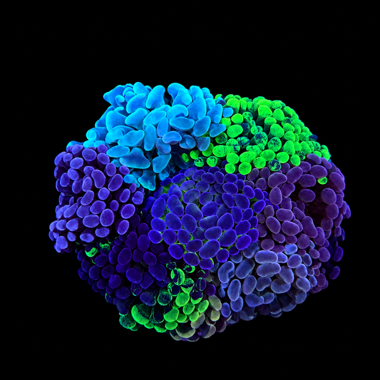 WYSIWYG Hammer Coral Garden