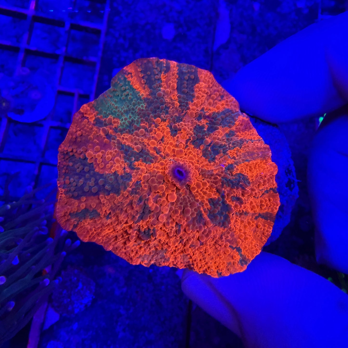 WYSIWYG Candy Crush Mushroom Coral