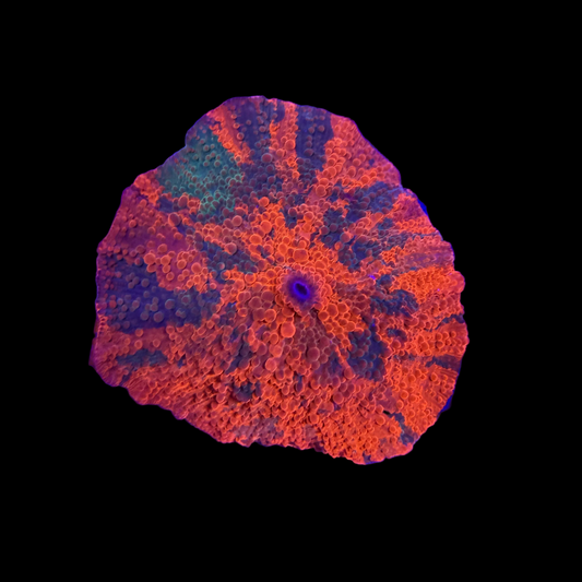 WYSIWYG Candy Crush Mushroom Coral
