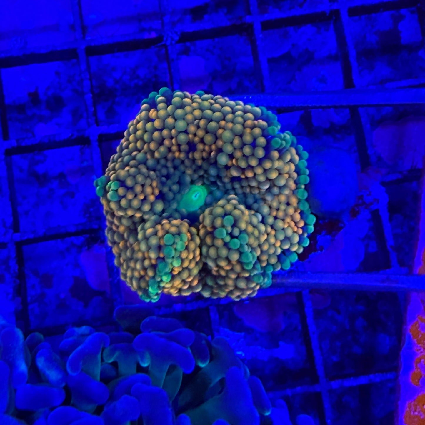 WYSIWYG Orange Ricordea Muchroom Coral