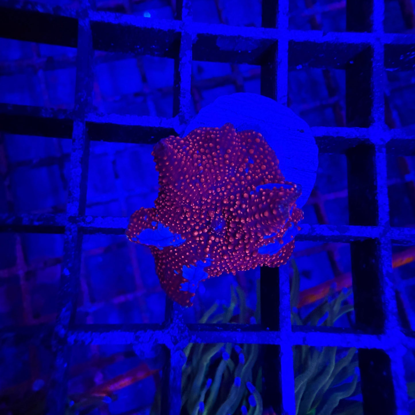 Blue Stripe Rhodactis