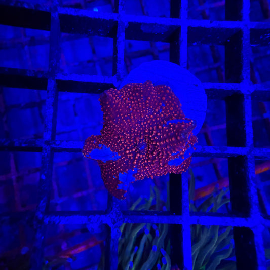 Blue Stripe Rhodactis