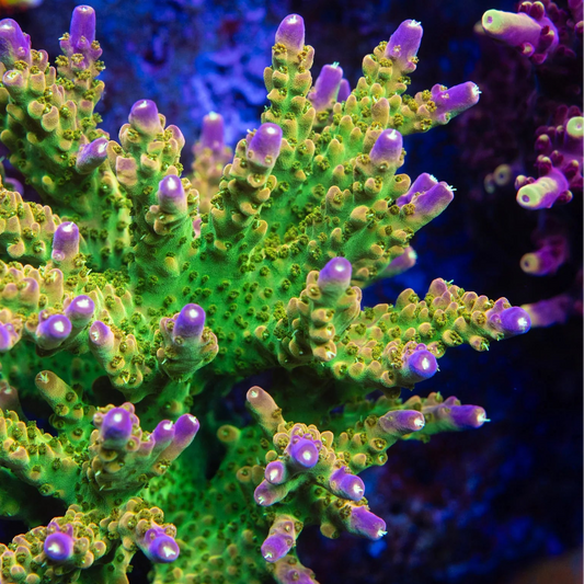 Rainbow Loom Acropora Coral