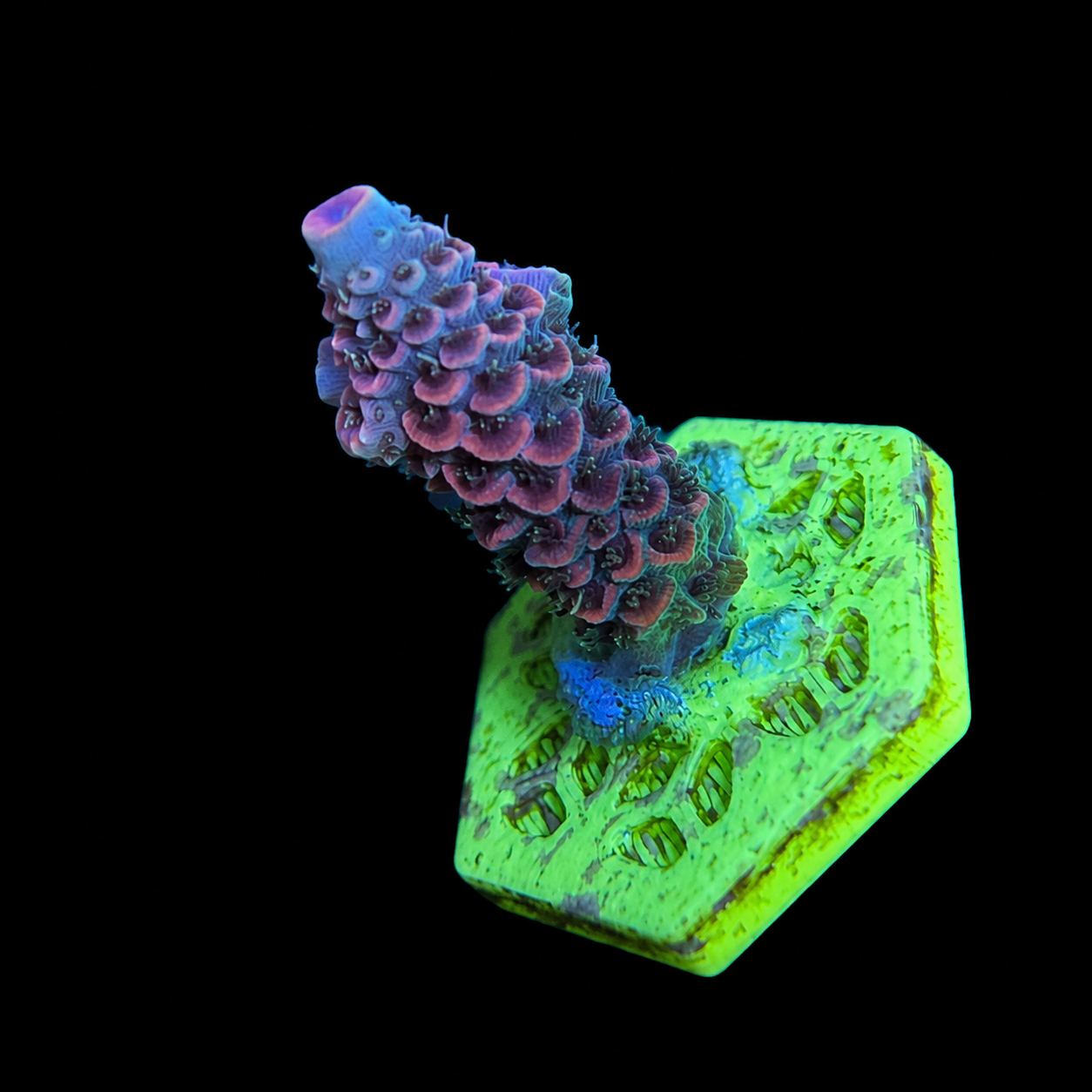 WYSIWYG ASD Rainbow Milli Coral Frag