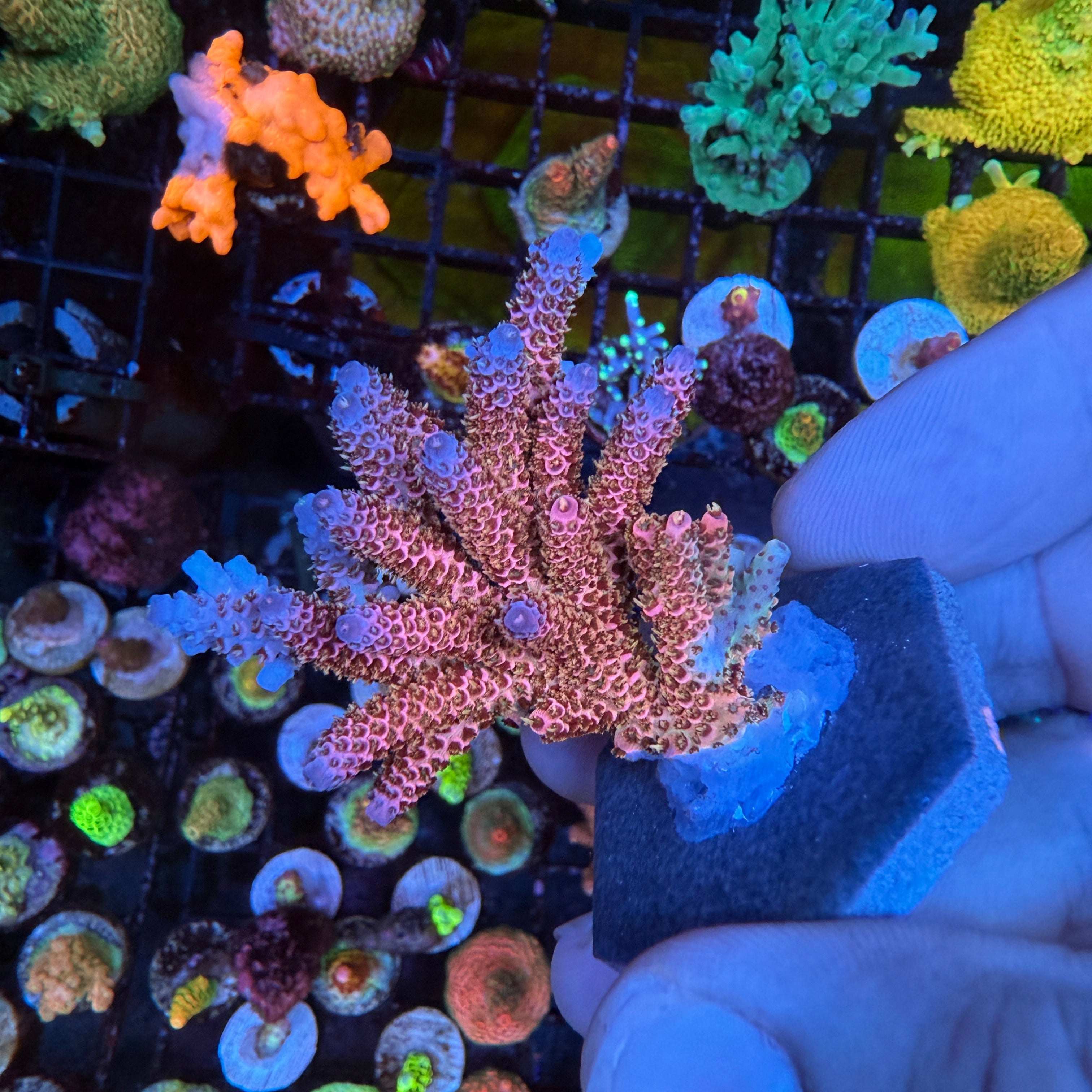 WYSIWYG AS Rainbow Millepora Coral Colony – Aquarium Show