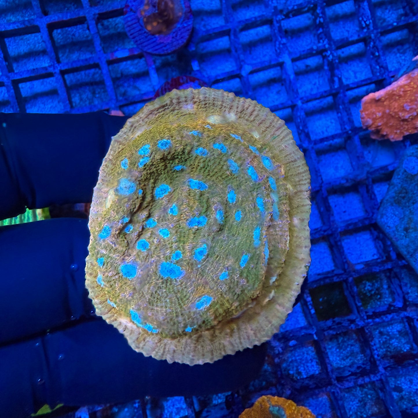 WYSIWYG JF Orange Zombie Chalice