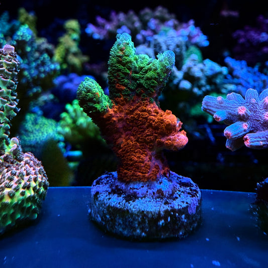 WYSIWYG WWC Contraband Grafted Digi