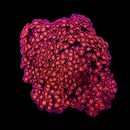 WYSIWYG LG Red Goniopora Coral