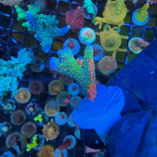 WYSIWYG WWC Contraband Montipora