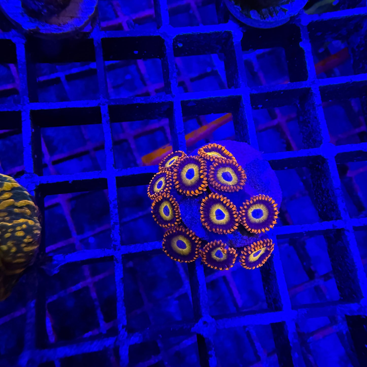 WYSIWYG Blondies Zoas