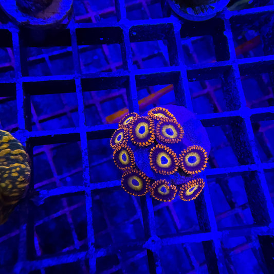 WYSIWYG Blondies Zoas