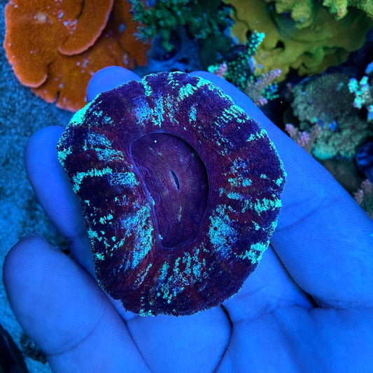 WYSIWYG Purple Scolly