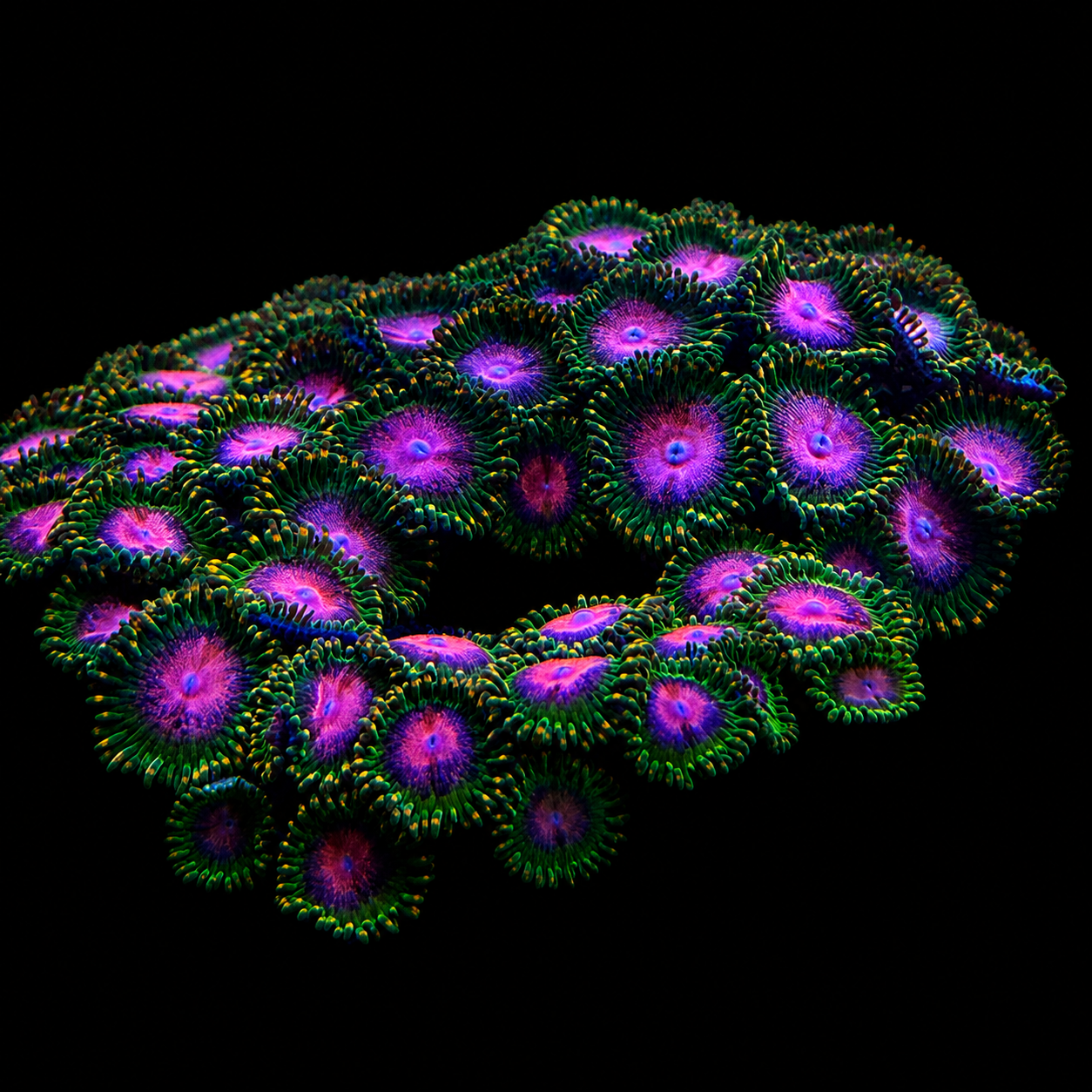 Awesome Blossom Zoanthids Coral