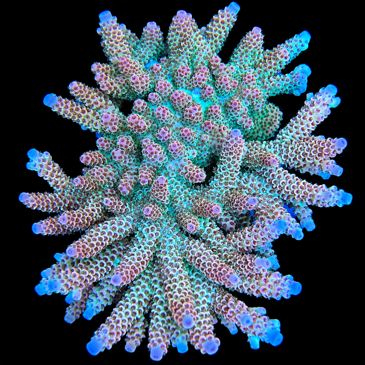 AS Polaris Acropora Coral