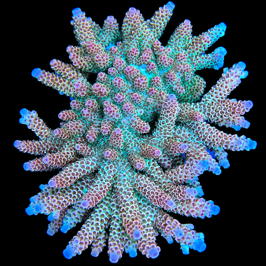AS Polaris Acropora Coral