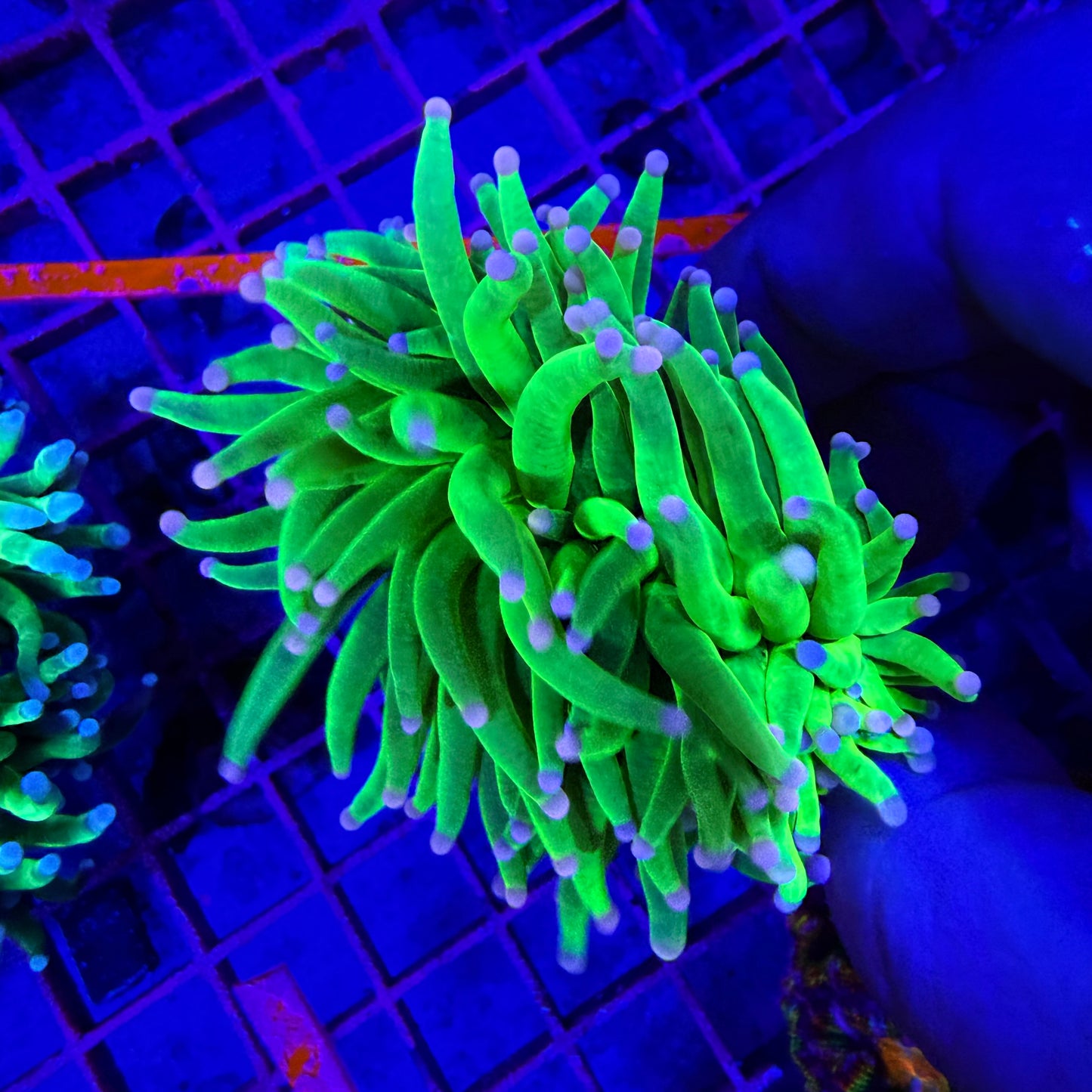 WYSIWYG Pink Tip Holy Grail Torch Coral