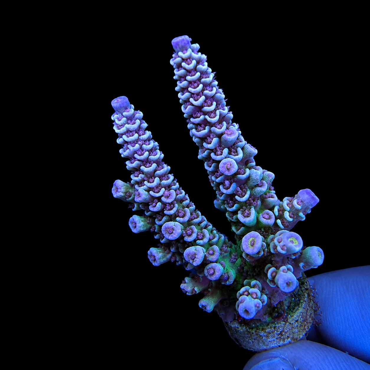 WYSIWYG AS Paradox Tenuis Coral
