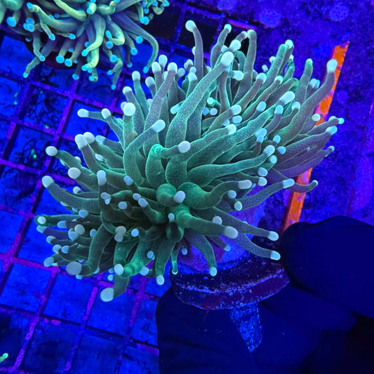 WYSIWYG Green Indo Torch