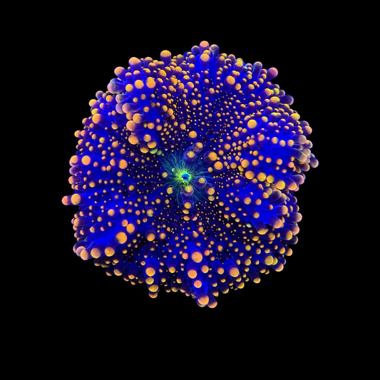 WYSIWYG High End Yuma Coral