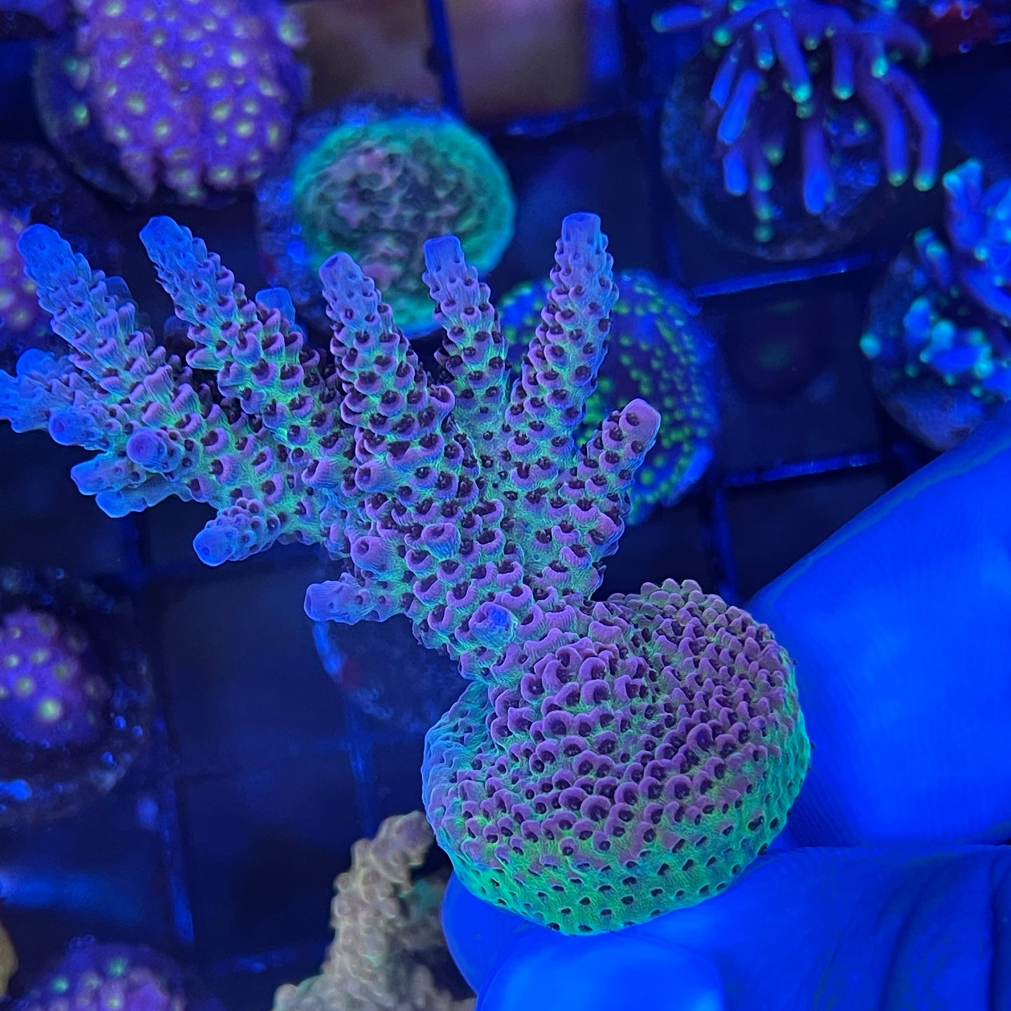 AS Rainbow Millepora