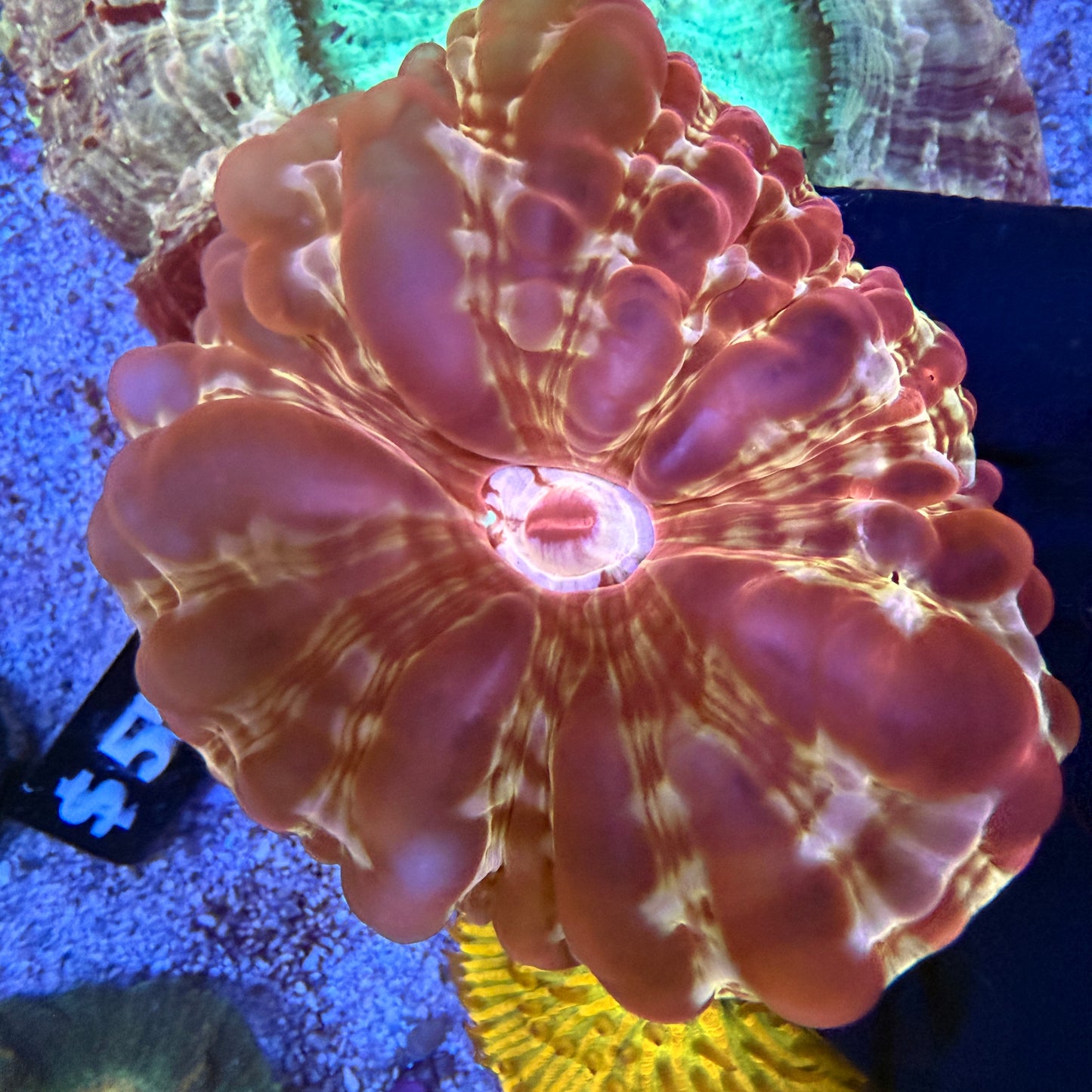 WYSIWYG Ultra Red Cynarina