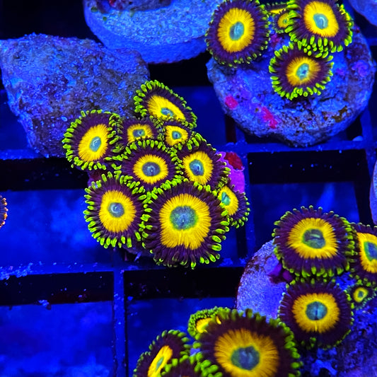 Scrambled Eggs Zoanthids