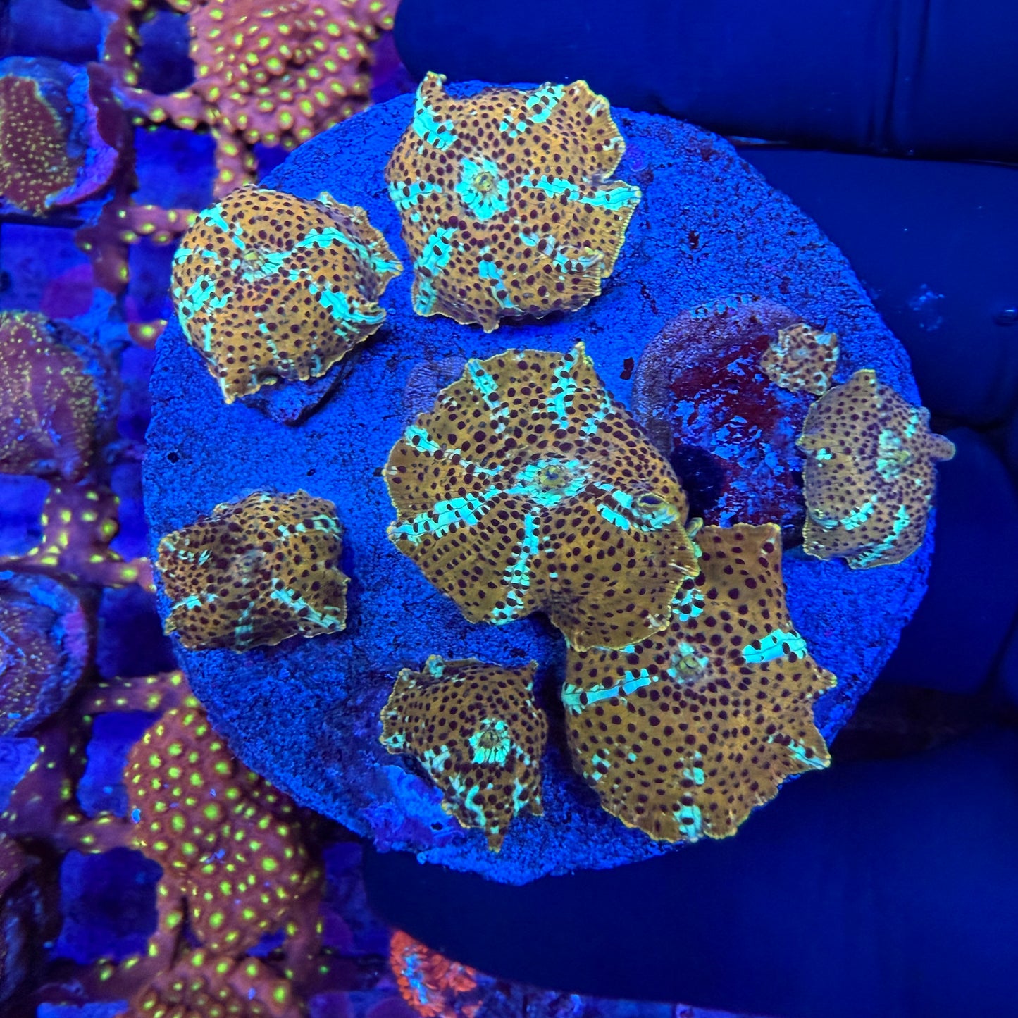 WYSIWYG Mushroom Coral Rock