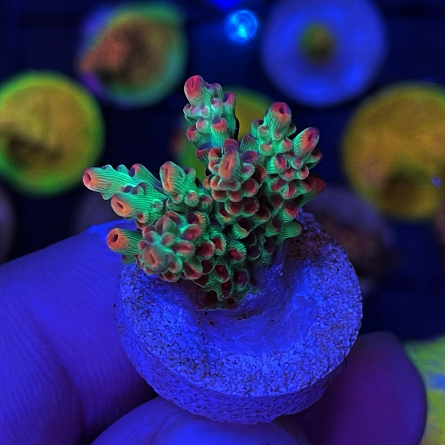 WYSIWYG BC Hyperberry Acropora