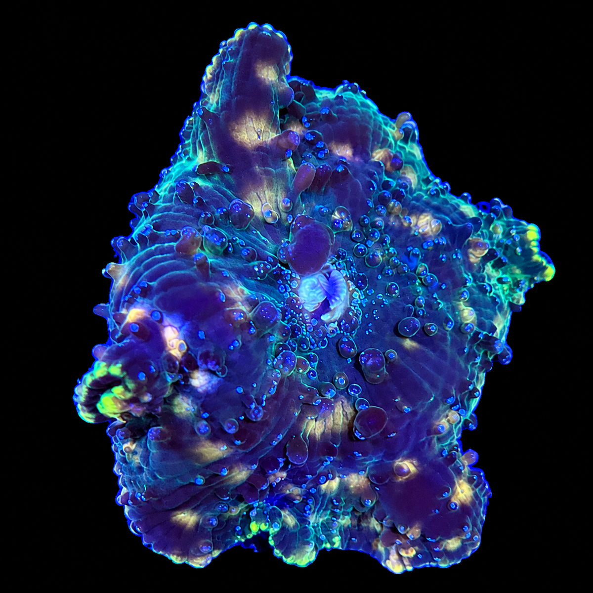 WYSIWYG High End Mushroom Coral