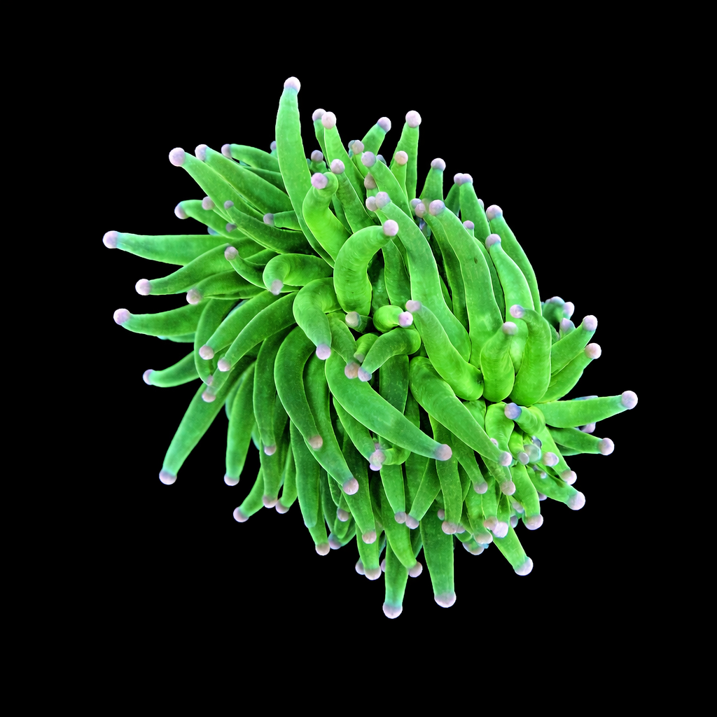 WYSIWYG Pink Tip Holy Grail Torch Coral