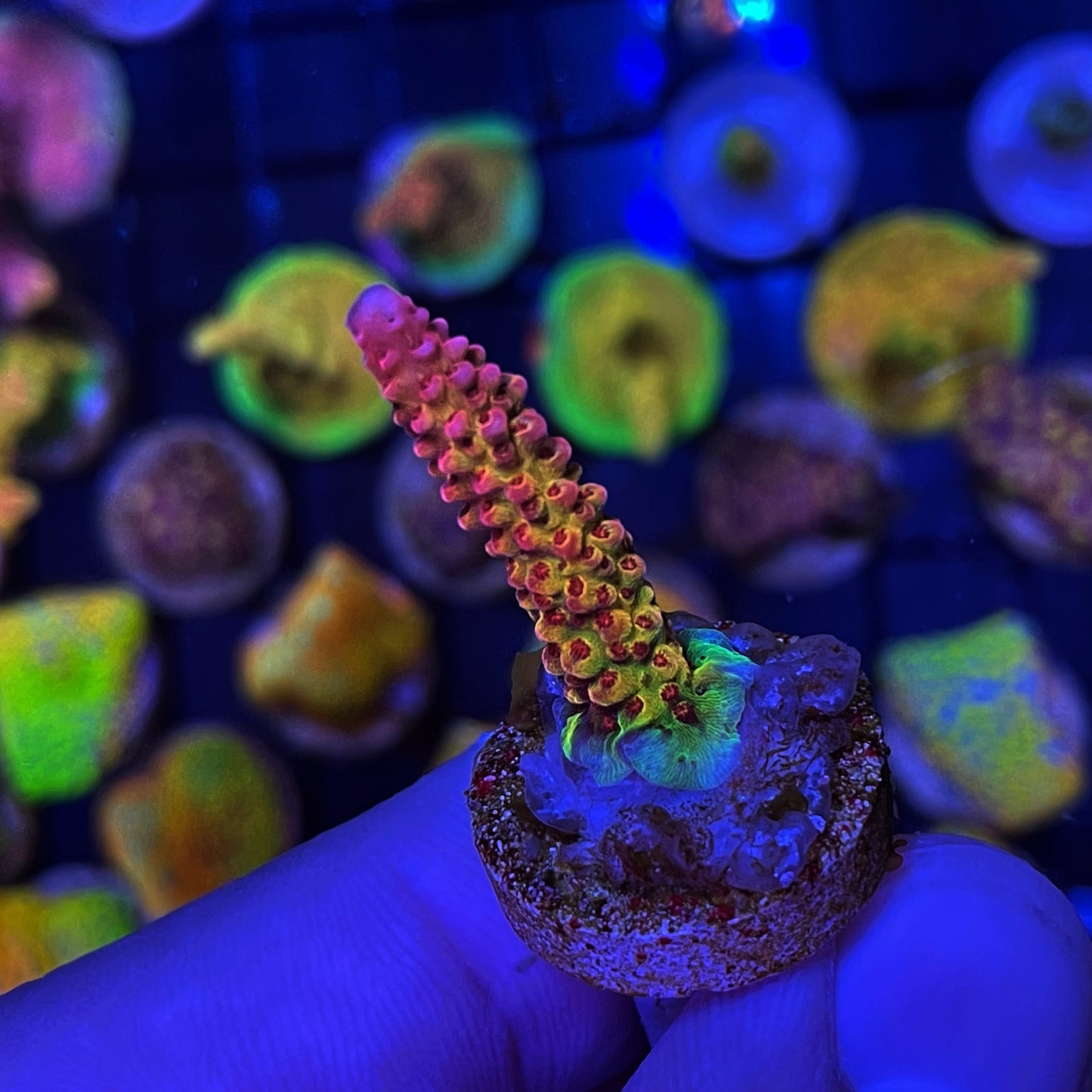 PC Rainbow Acropora