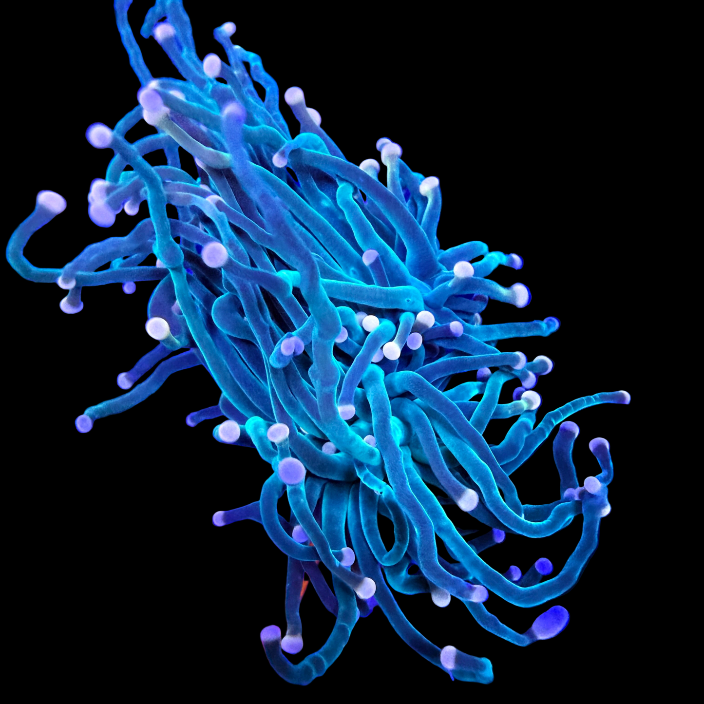 WYSIWYG Pink Tip Torch