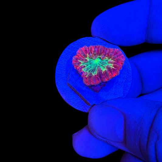 WYSIWYG High End Blasto Coral Frag