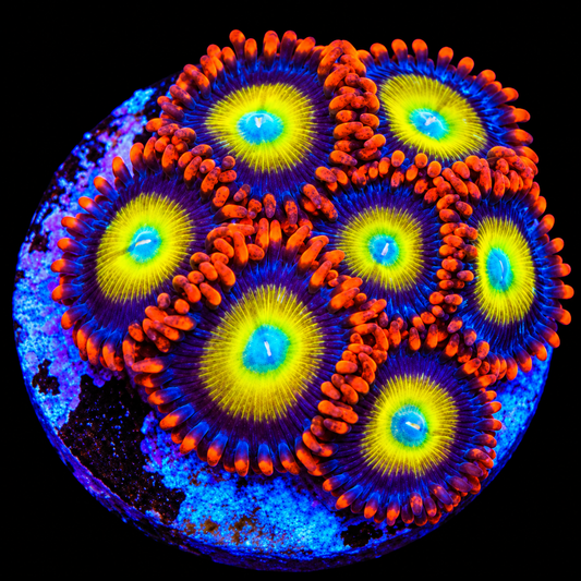 Circus Freaks Zoanthids Coral