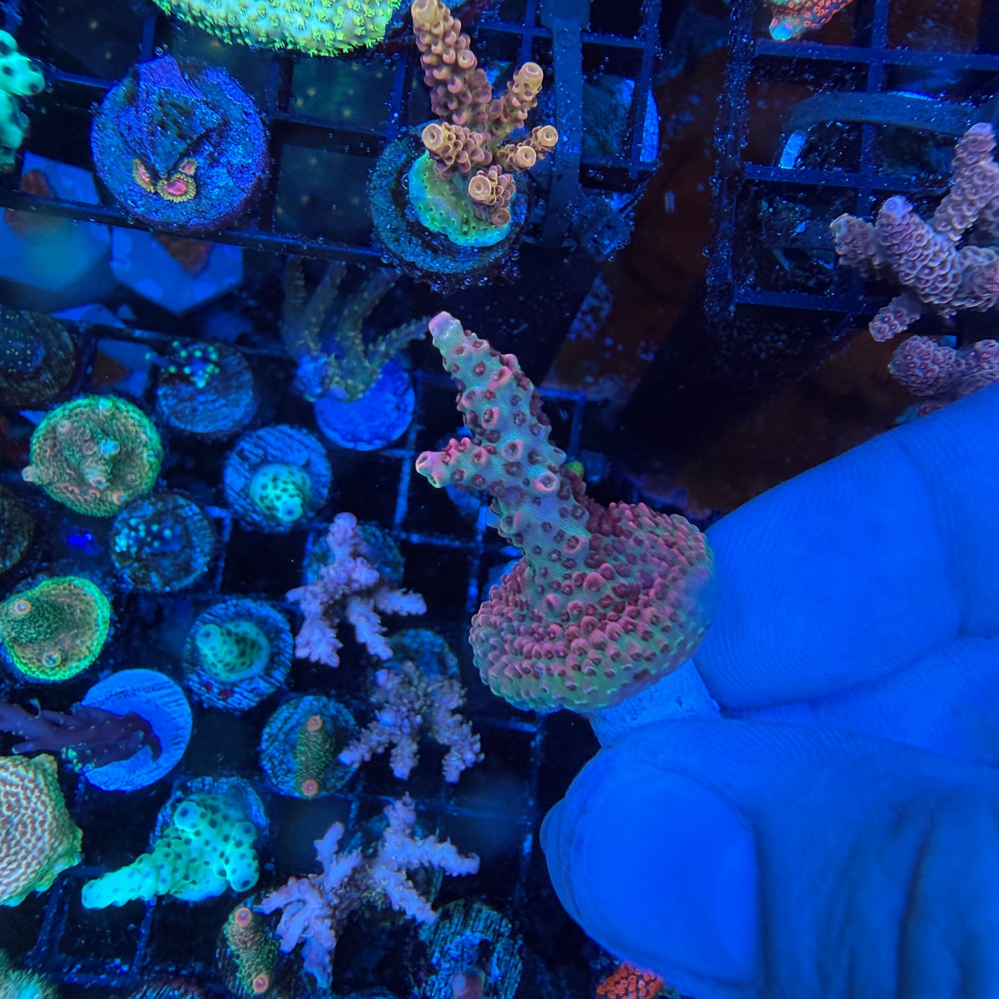 WYSIWYG Phantom Millepora Coral