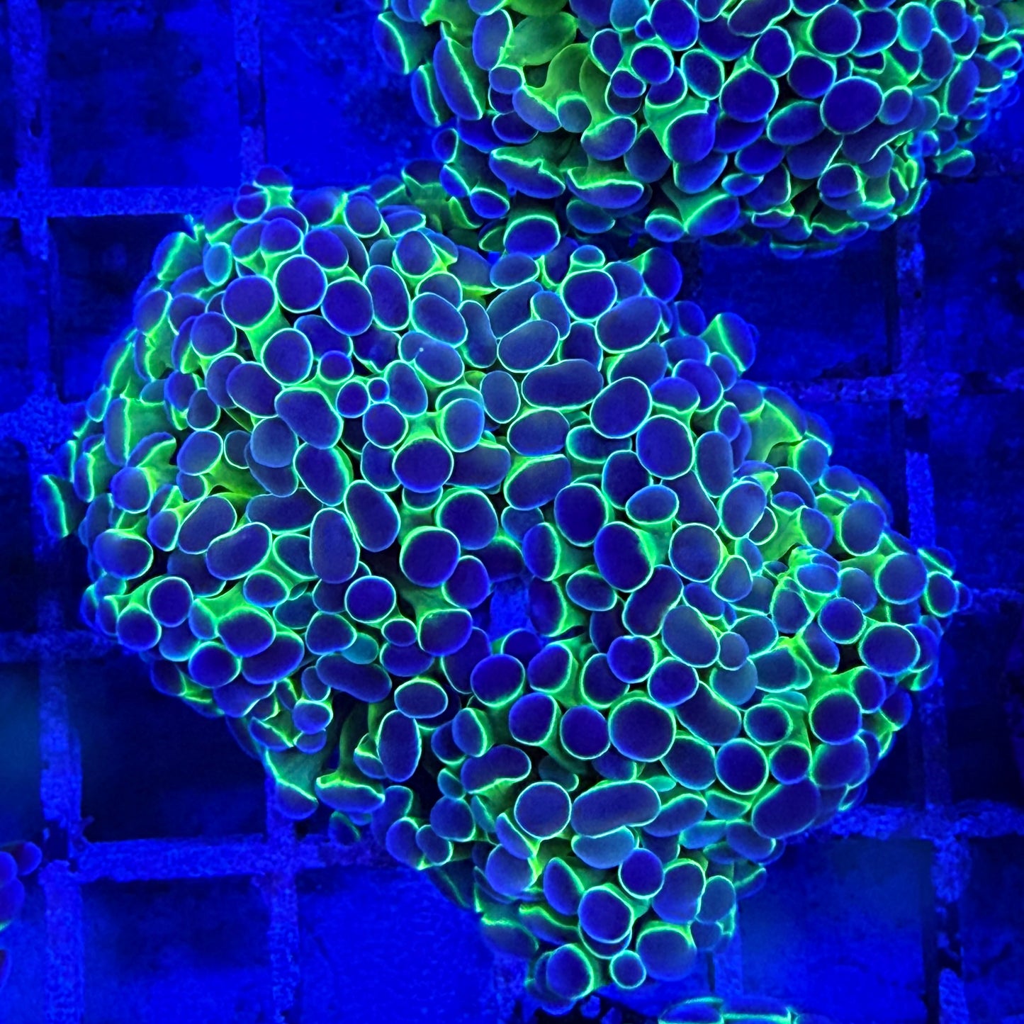 Hologram Hammer Coral