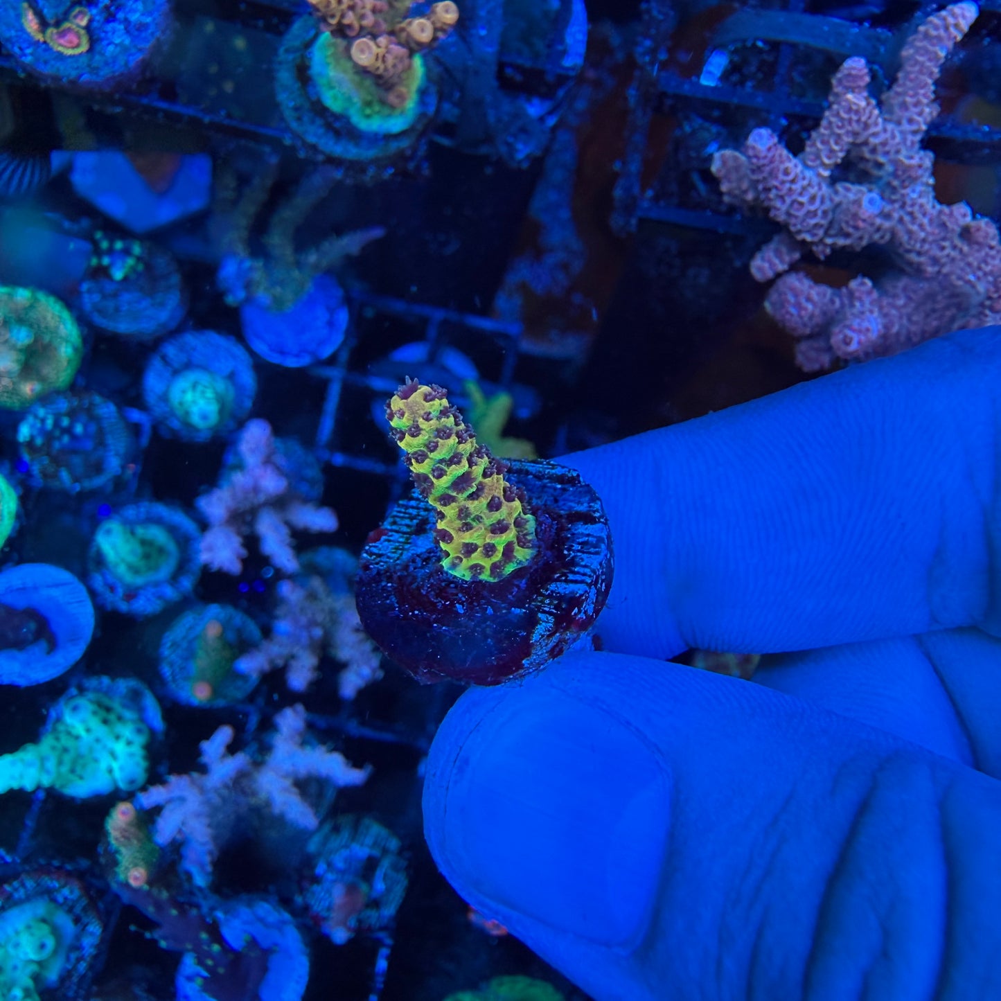 WYSIWYG Phantom Millepora Coral
