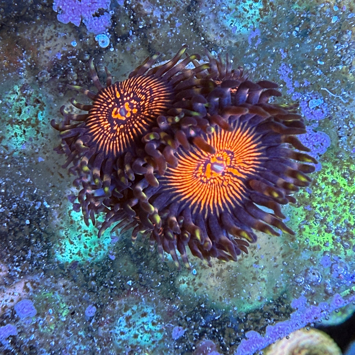 WYSIWYG Steanger Things Coral