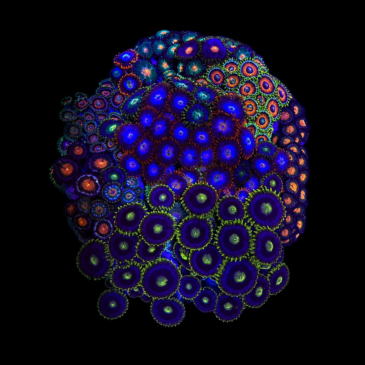 WYSIWYG Zoanthid Coral Garden
