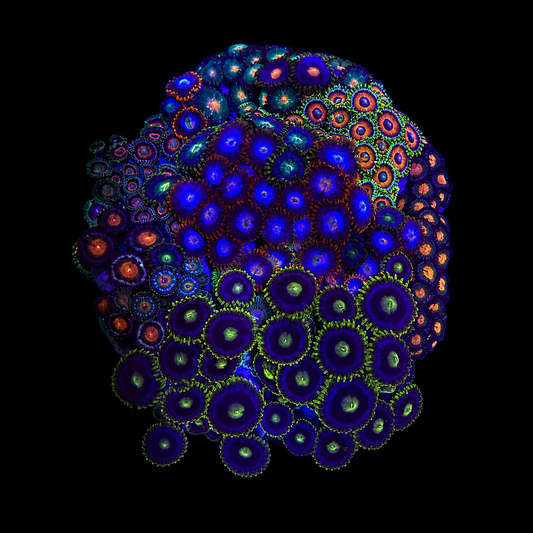 WYSIWYG Zoanthid Coral Garden