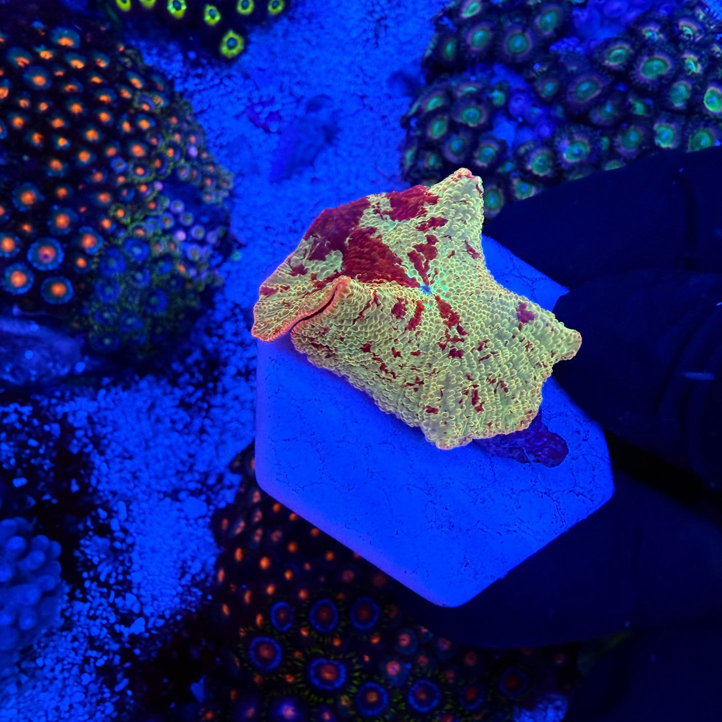 WYSIWYG Jawbreaker Mushroom