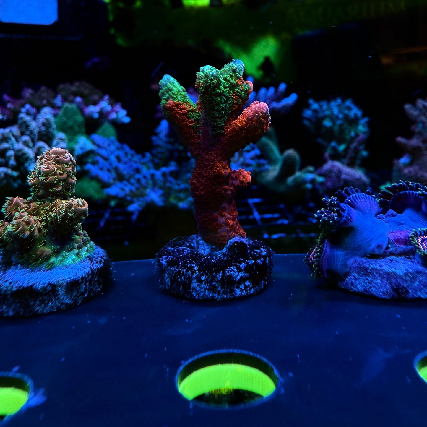 WYSIWYG WWC Contraband Grafted Digi